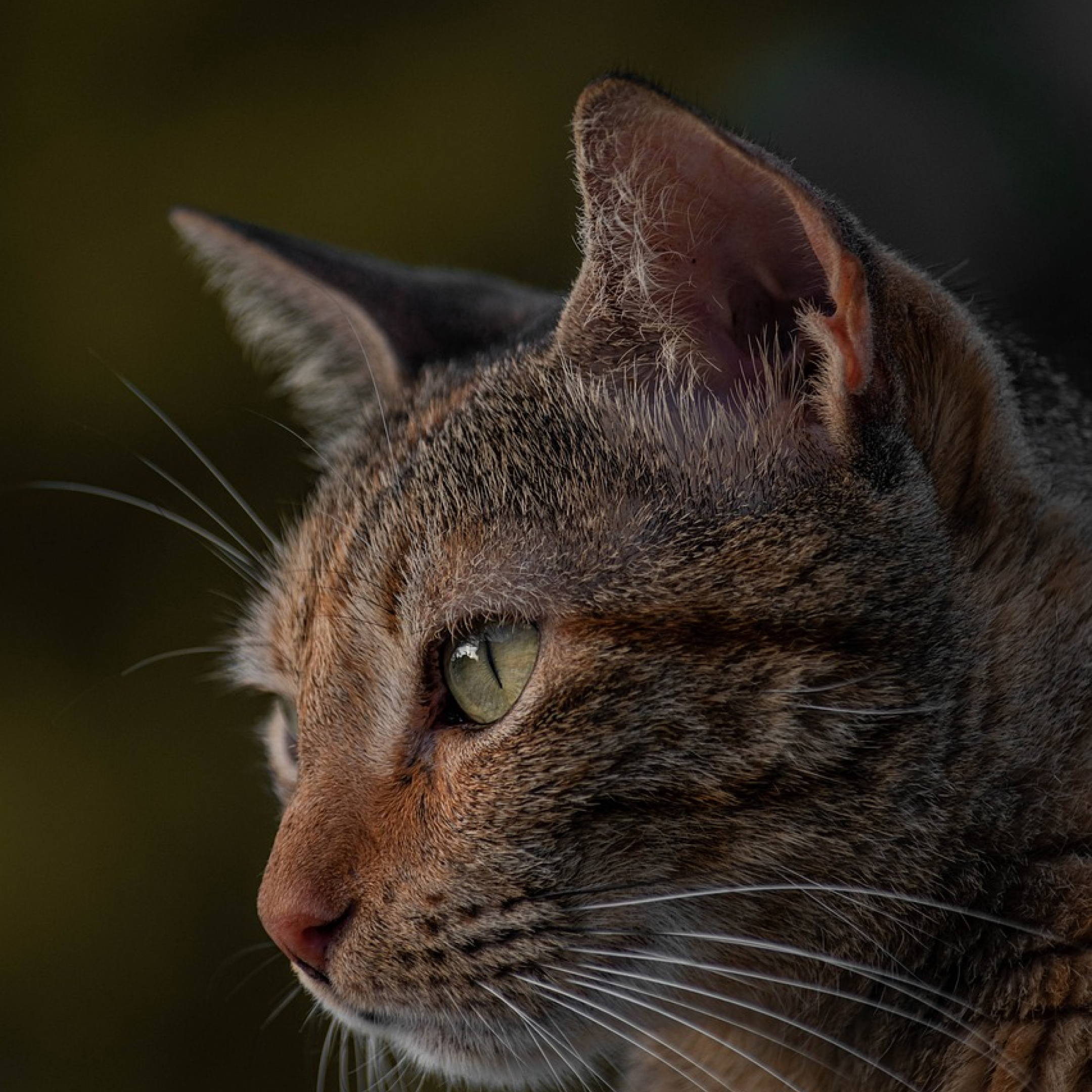 Gato de portada de Balder.pe