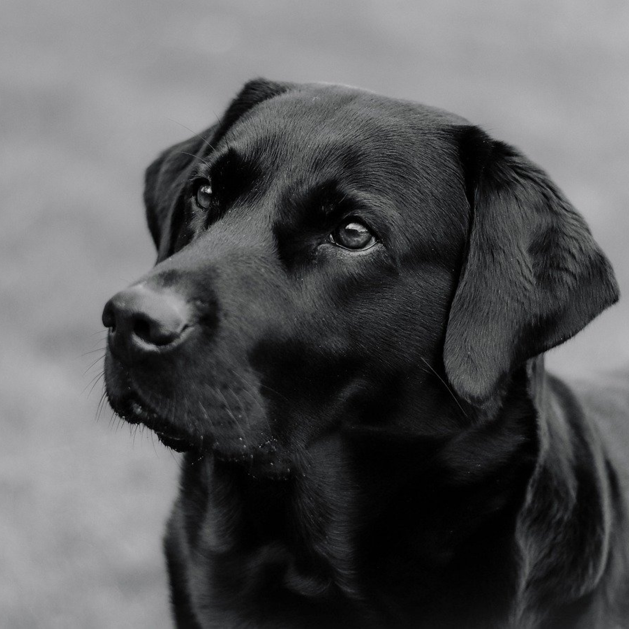 Perro de portada de Balder.pe